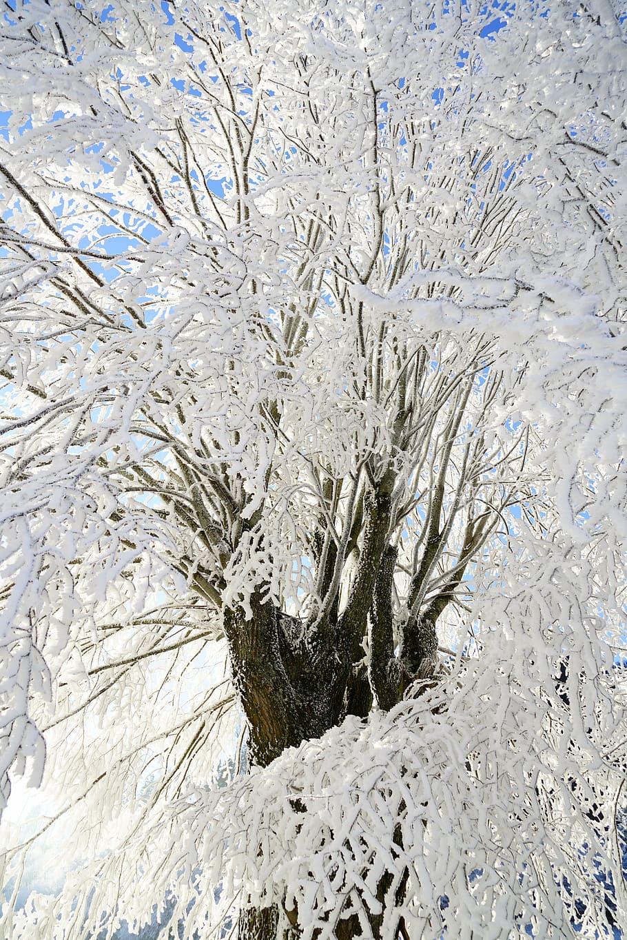 tree, hoarfrost, branch, iced, crystal formation, snowy, eiskristalle HD wallpaper