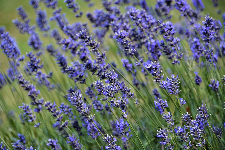 flower, nature, lavender, violet, summer flowers, flowering plant HD wallpaper