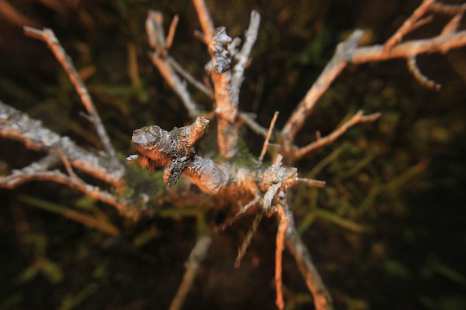 Branch, Nature, Garden, Tree, Landscape, dry twigs, still lifes HD wallpaper
