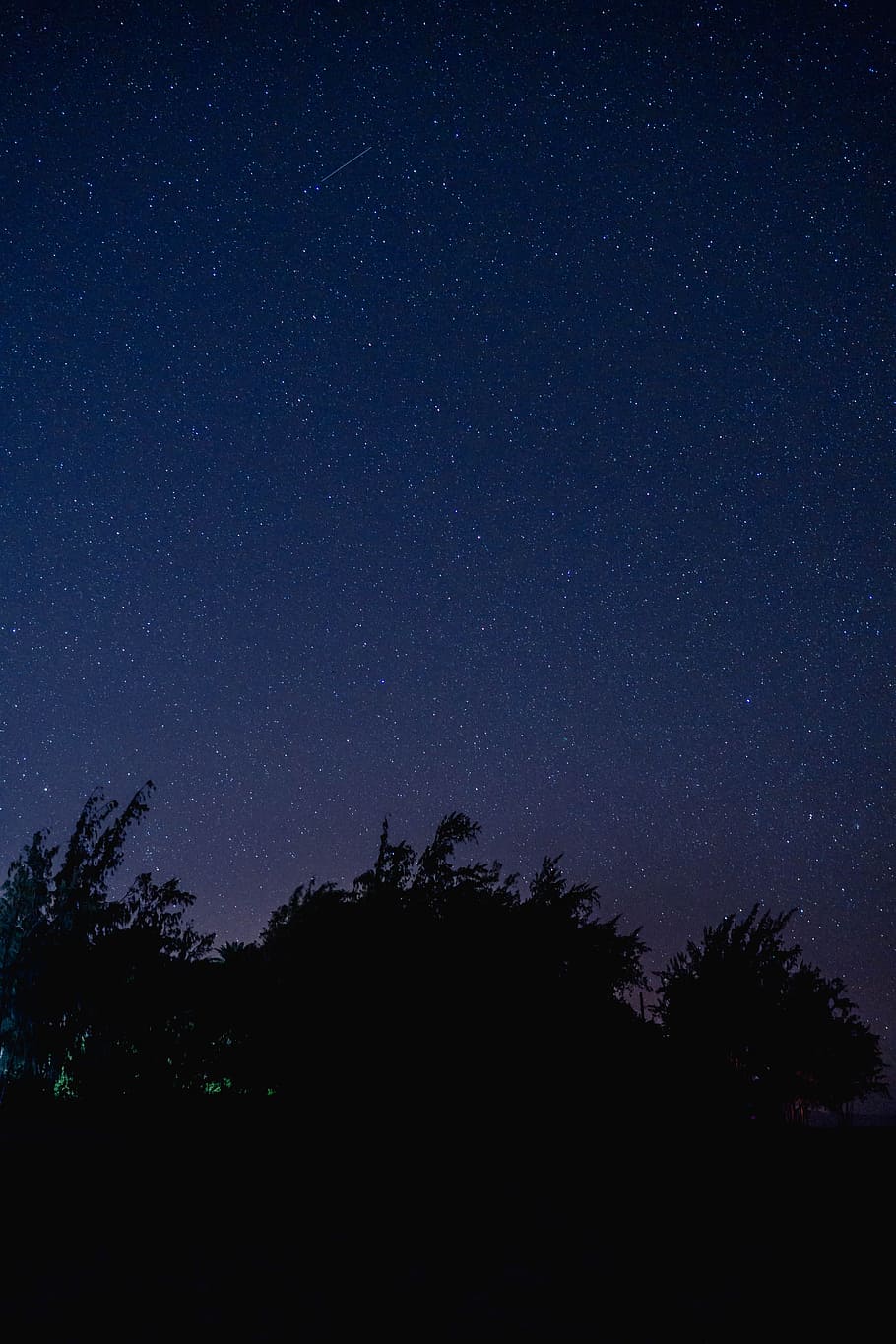trees under blue starry night, photo of trees during nighttime HD wallpaper