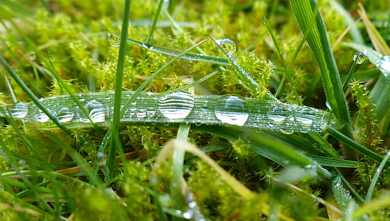 dewdrop, morgentau, close, grass, drip, drops of morning dew HD wallpaper
