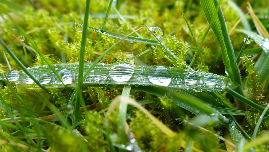 dewdrop, morgentau, close, grass, drip, drops of morning dew HD wallpaper