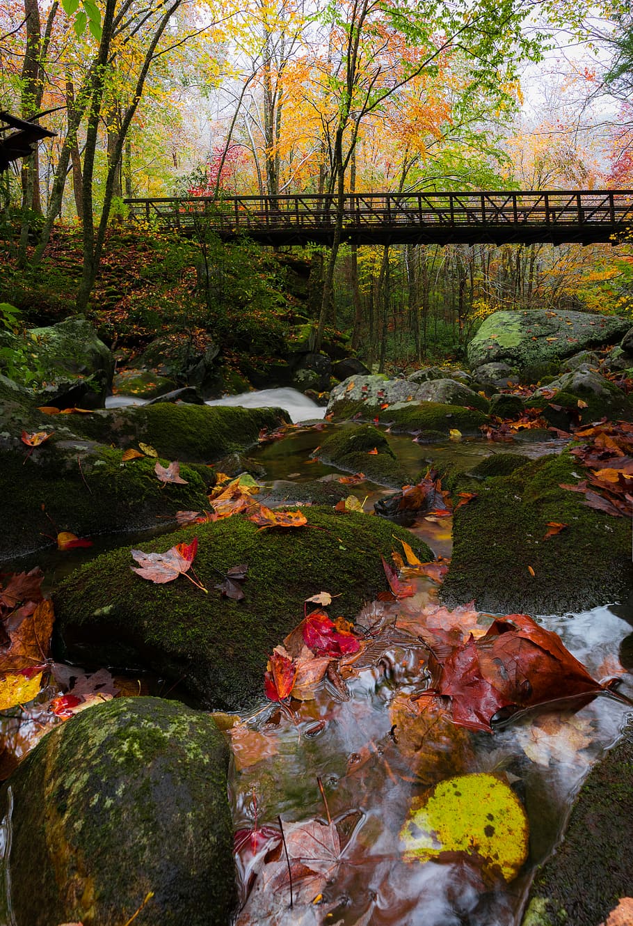 bridge beside green leaf trees, bridge surrounded by trees, river HD wallpaper