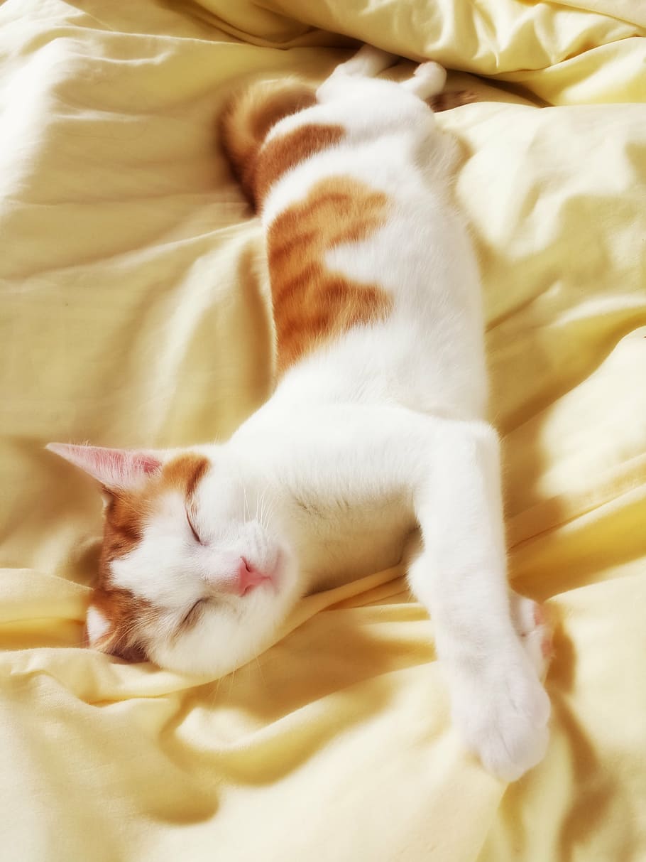 animal, cat, kitten, kitty, sleep, sleeping, relax, cute, mammal HD wallpaper