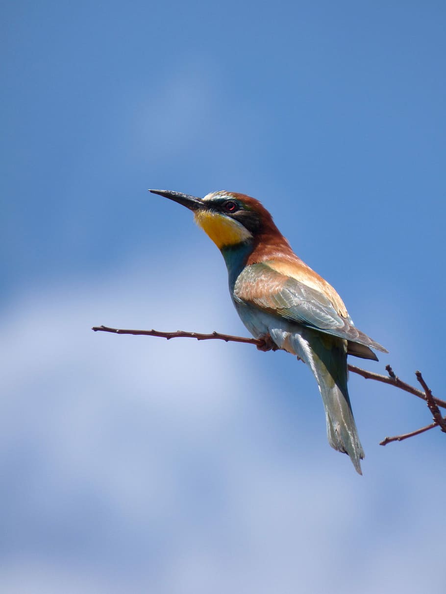 bee-eater, abellerol, merops apiaster, branch, sky, birds, wild life, HD wallpaper