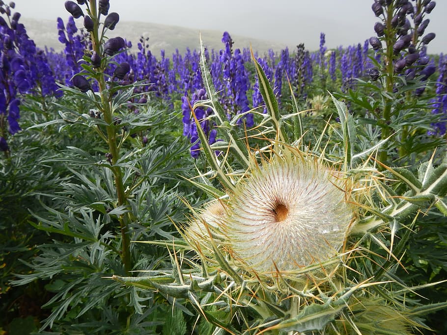 flower, thistle, pyrenees, spines, nature, bloom, splendor HD wallpaper