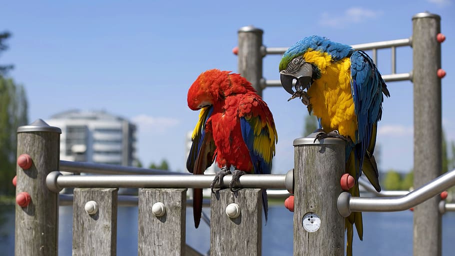 bird, beak, feather, animal, fly, parrot, perching, vertebrate HD wallpaper