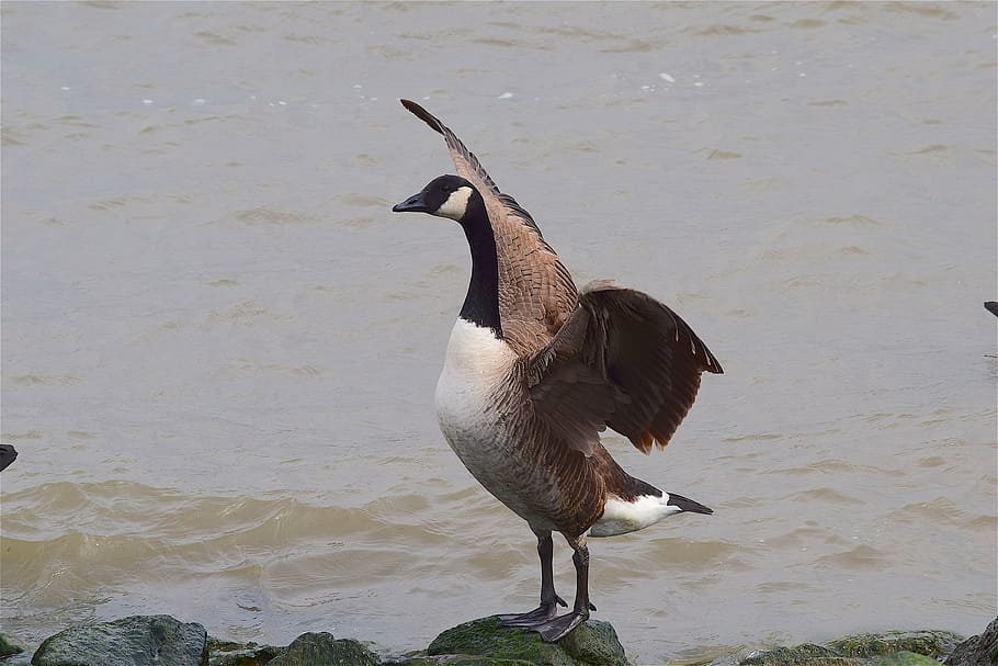 goose, water, river, rock, shore, wings, spread, standing, bird HD wallpaper