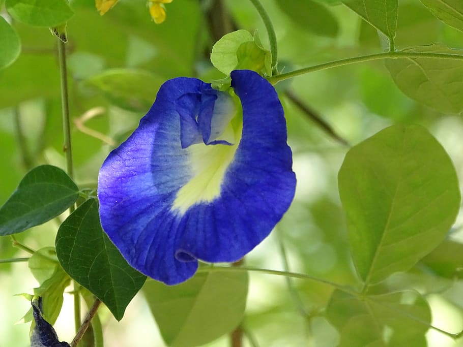 flowers, nature, beautiful, spring, floral, summer, natural HD wallpaper