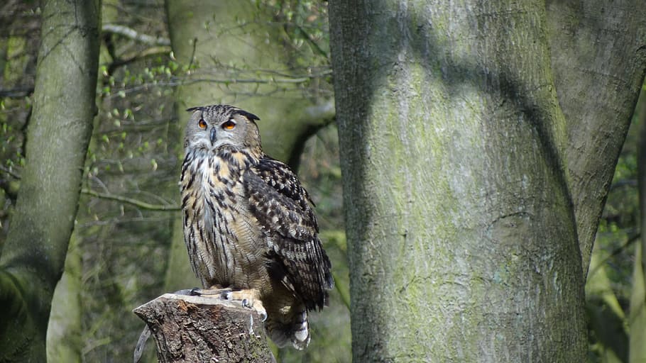 brown and black owl on tree log, Eagle Owl, Forest, Night, Bird HD wallpaper