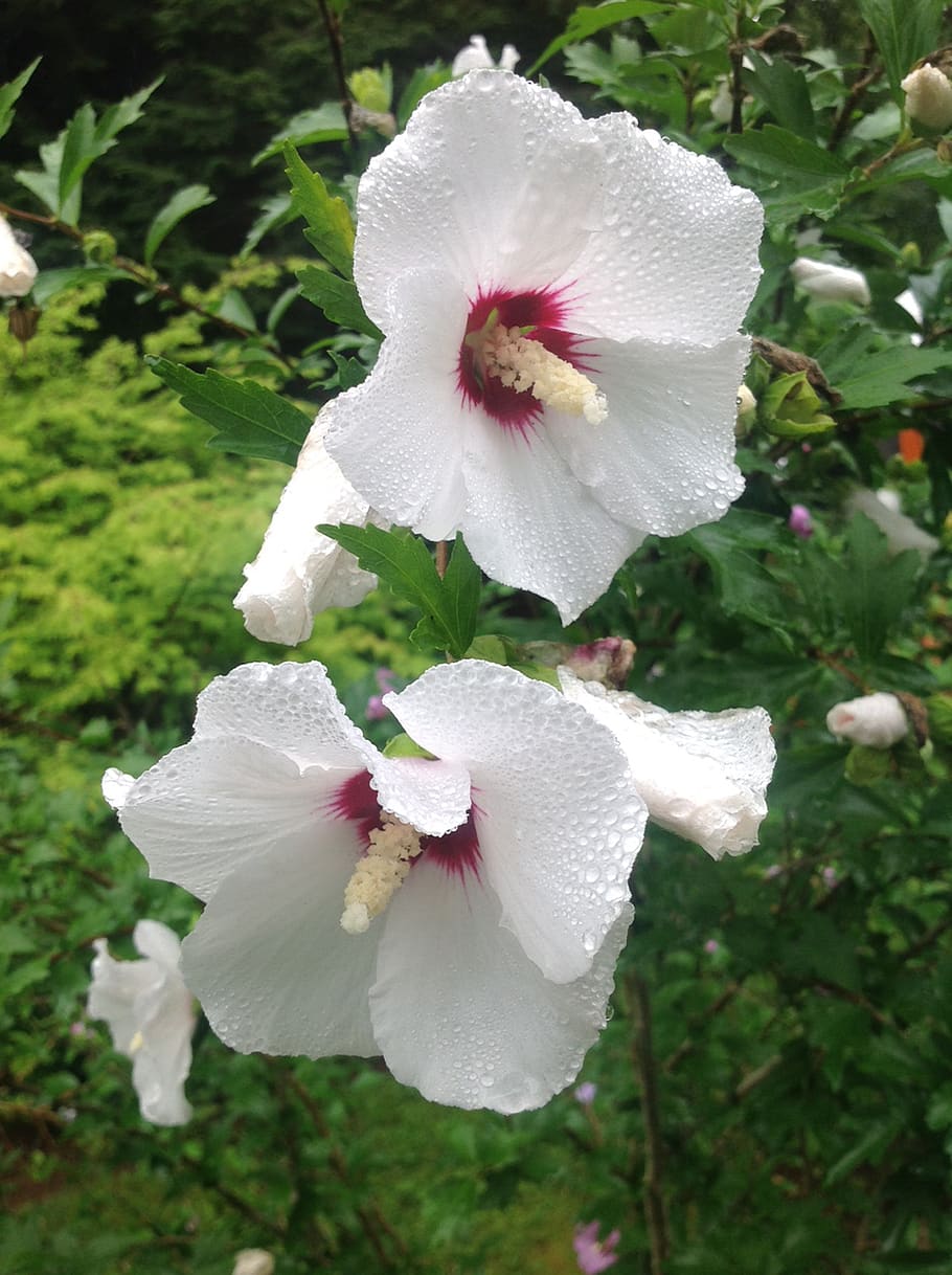 hibiscus, flowers, rain, flowering plant, beauty in nature HD wallpaper