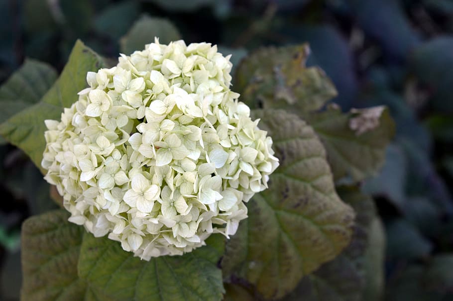 hydrangea, white, autumn, hydrangea special, green, flowers HD wallpaper