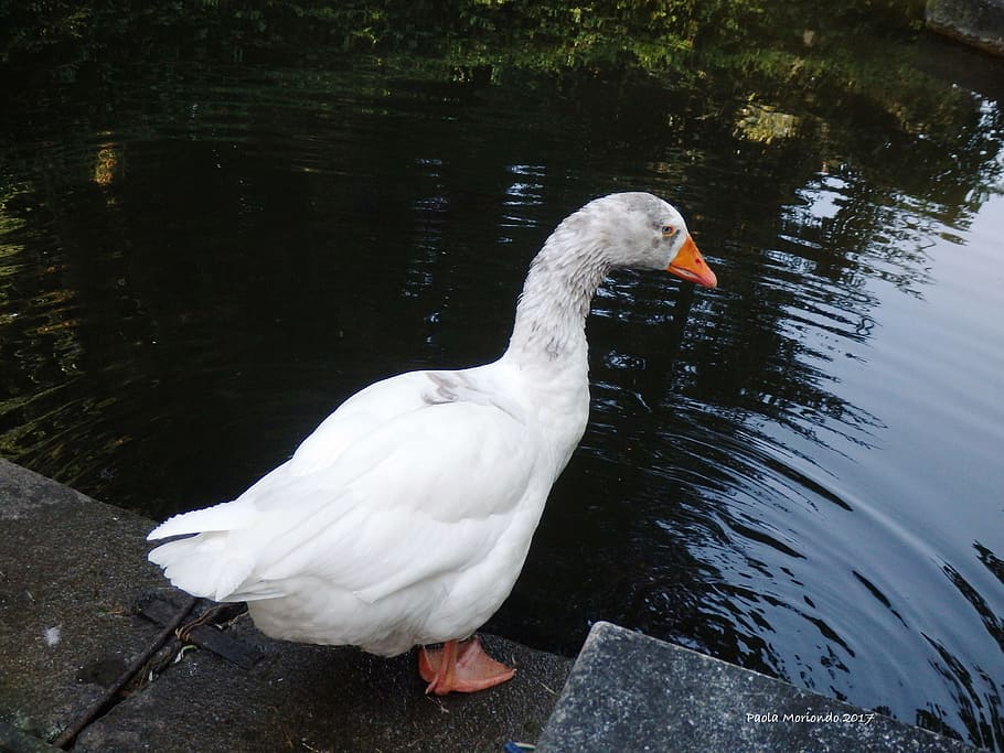 oca, pond, white, animals in the wild, bird, animal wildlife HD wallpaper
