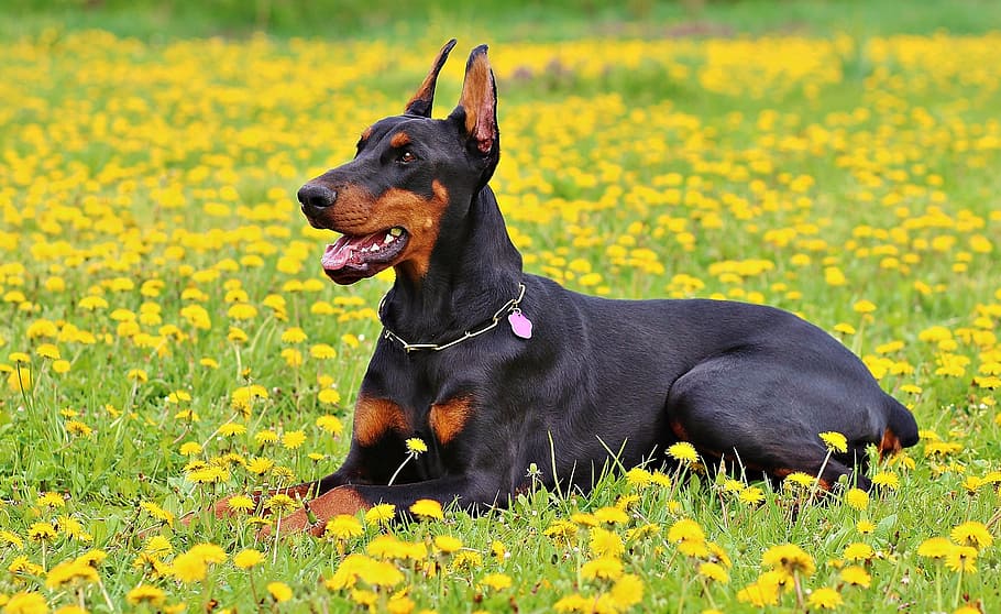 adult black and tan Doberman pinscher lying on yellow petaled flower field during daytime, HD wallpaper