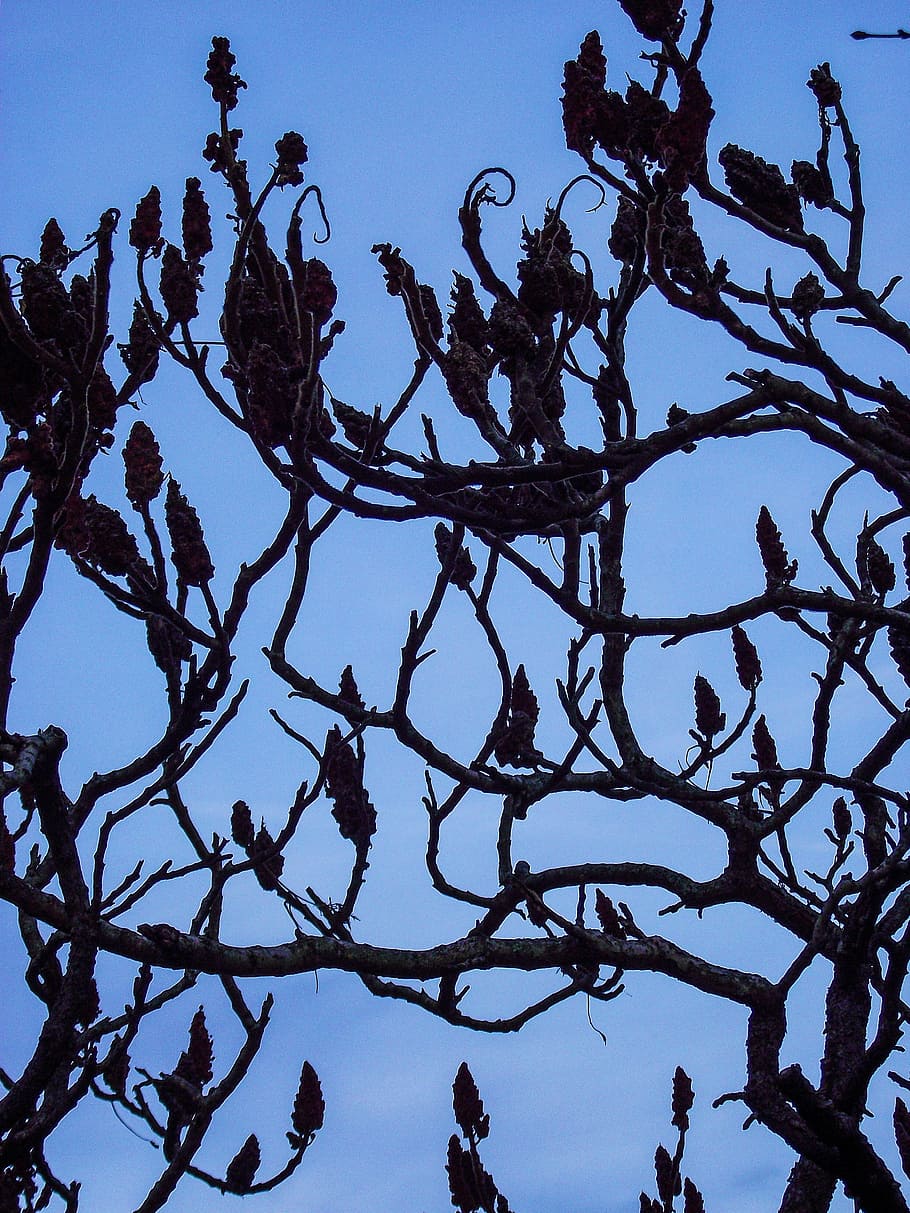 aesthetic, branches, tree, tap, nature, dark, sky, plant, low angle view HD wallpaper