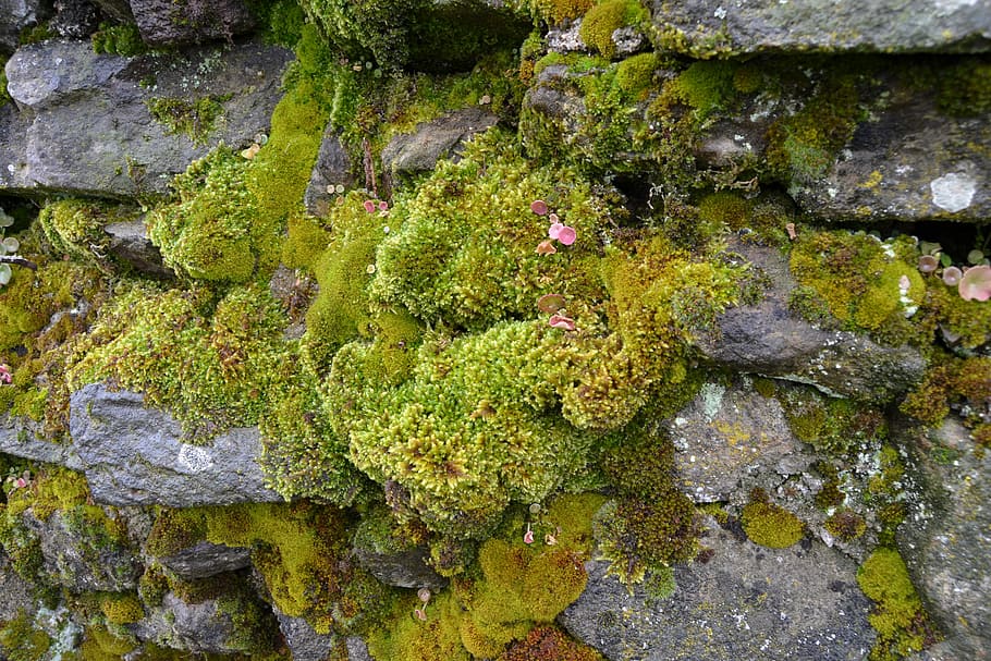 wall, moss, green, rock, nature, solid, rock - object, growth HD wallpaper
