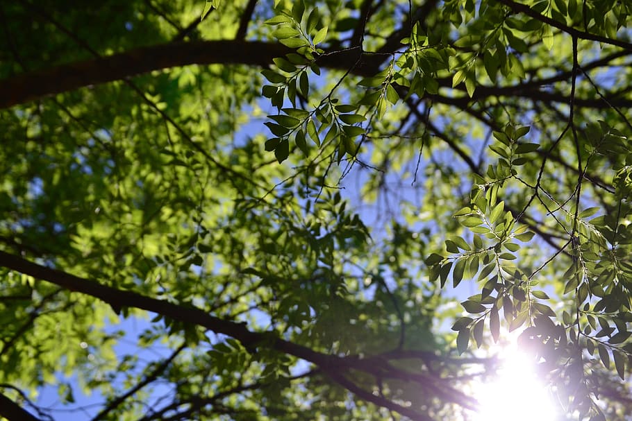 tree, branches, green, nature, season, forest, leaf, outdoor HD wallpaper