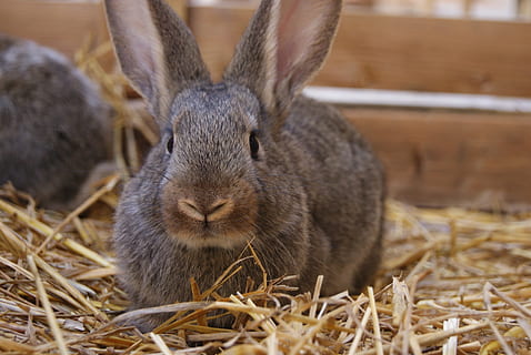 Rabbit, Easter, Cute, Holiday, bunny, pet, fluffy, ears, mammal HD wallpaper