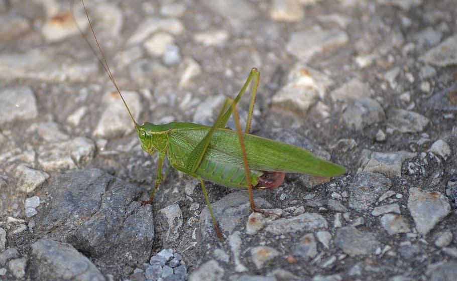 insect, grasshopper, green, nature, one animal, animal wildlife HD wallpaper