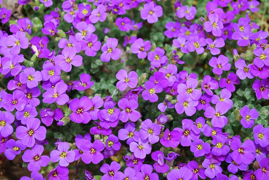purple petaled flowers, blossom, wild flower, floral, summer, HD wallpaper