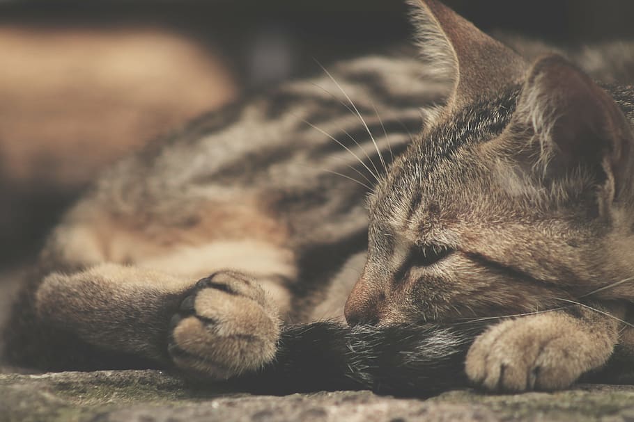 selective focus photography of brown tabby cat, sleep, pets HD wallpaper