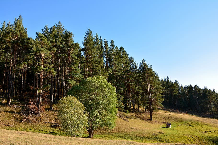 forest, grass, kaçkars, nature, green, mountains, landscape HD wallpaper
