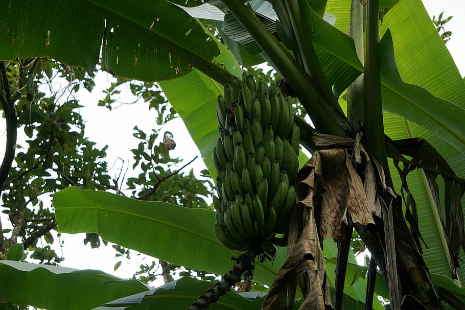 3072x768px Free Download Hd Wallpaper Banana Fruit Nature Food Flora Green Color Banana Tree Wallpaper Flare