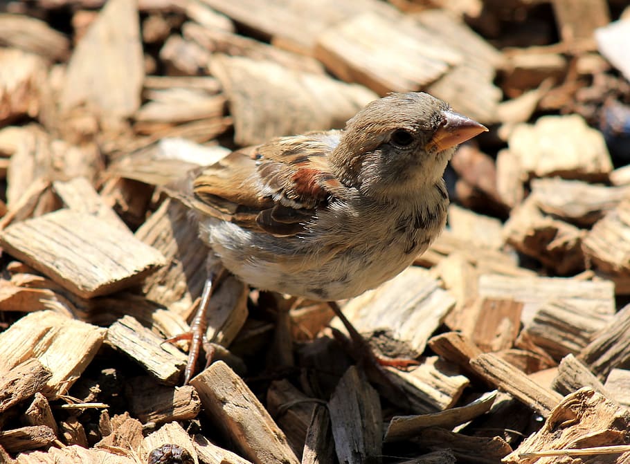 sparrow, bird, animal, animal themes, one animal, vertebrate HD wallpaper