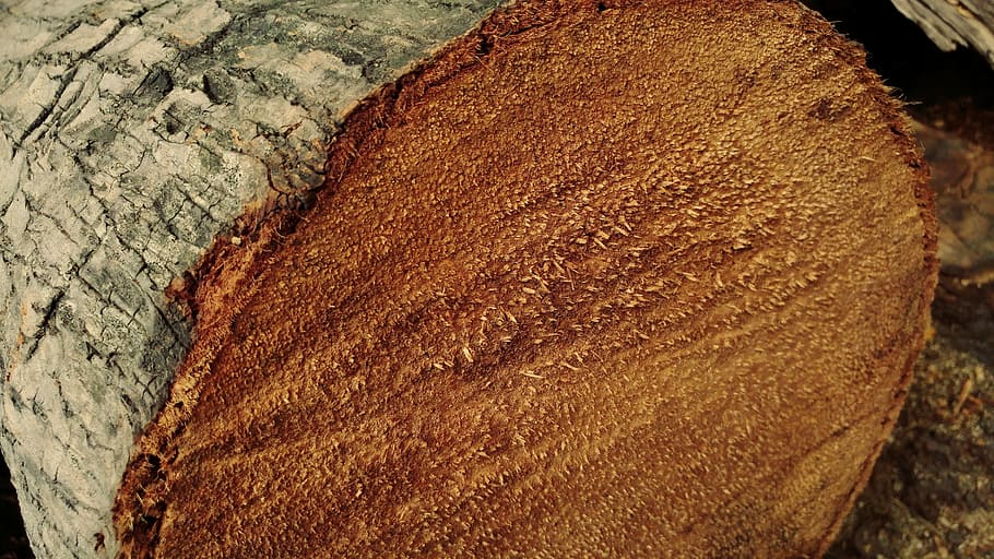 palm log, sawn, bark, parched, timber, lumber, textures, dry HD wallpaper