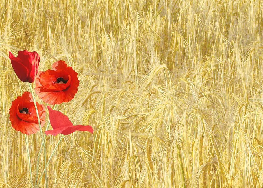 red flower by the field, red poppy, papaver rhoeas, corn field, HD wallpaper