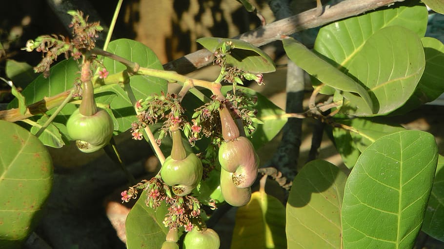 cashew nut, cashewbaum, nuts, green, leaf, fruit, plant part HD wallpaper
