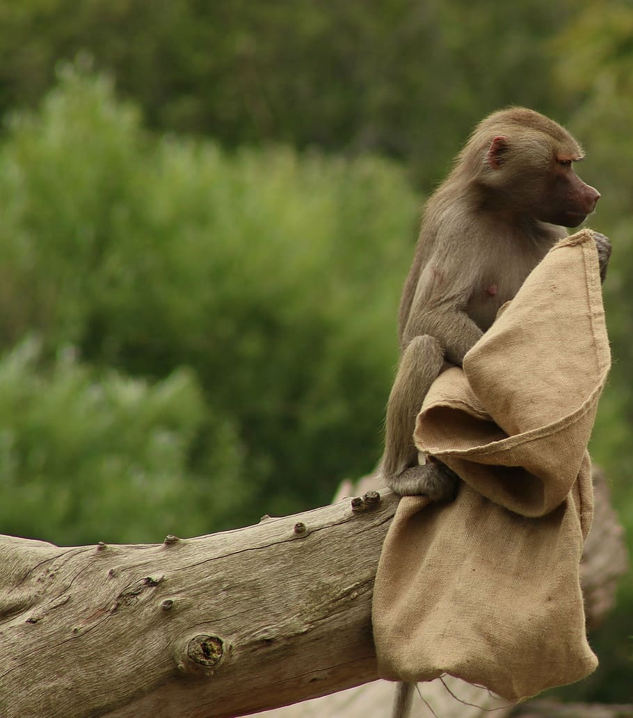monkey, sack, brown, healthy, nature, female, baboon, primate HD wallpaper