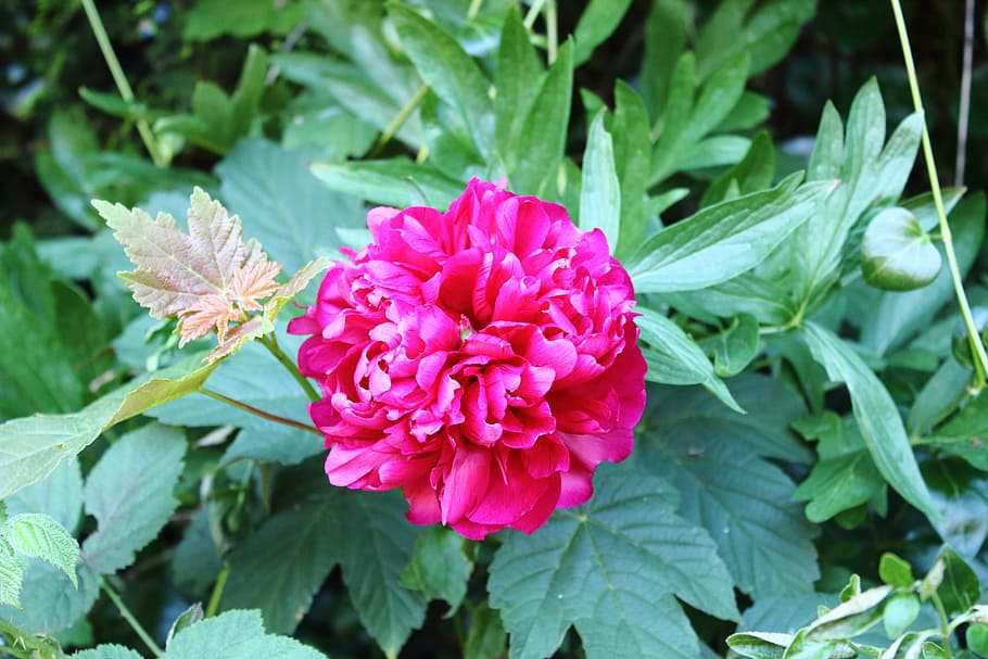 red rose, nature, flower, flowering plant, freshness, beauty in nature HD wallpaper