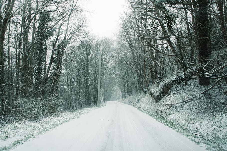road near trees at daytime, forest trailway covered by snow, path HD wallpaper