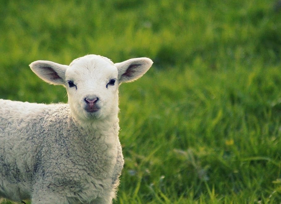 lamb, sheep, grass, green, spring, cute, sweet, curious, hello, HD wallpaper