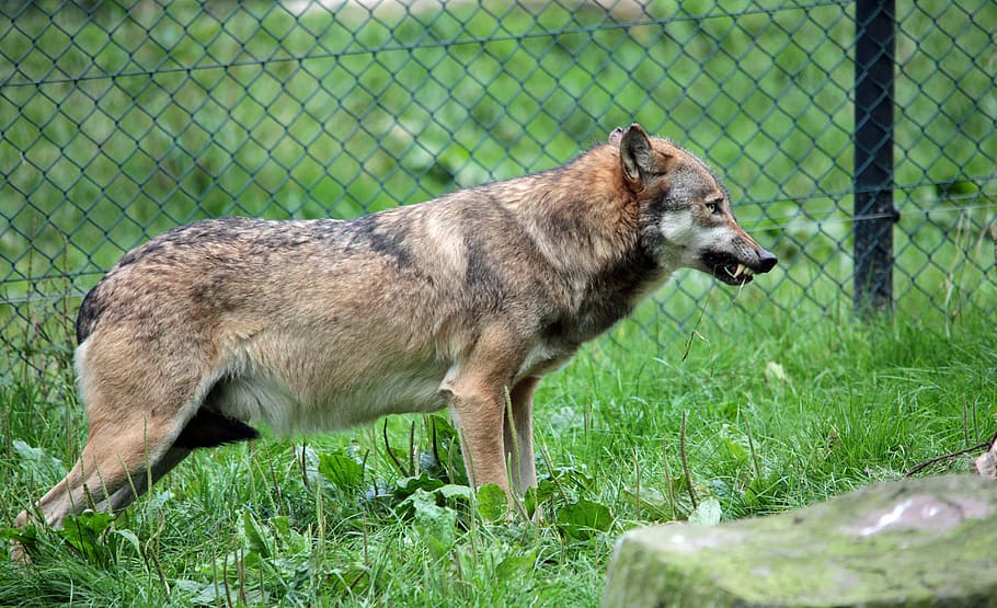 brown wolf standing beside fence, tooth, animal world, teeth HD wallpaper