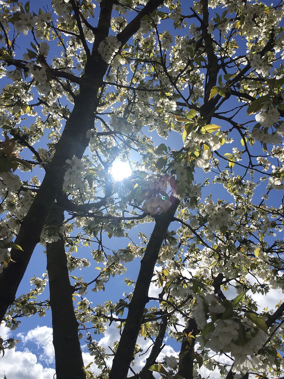 sun, trees, landscape, nature, sky, italy, backlight, tranquility HD wallpaper