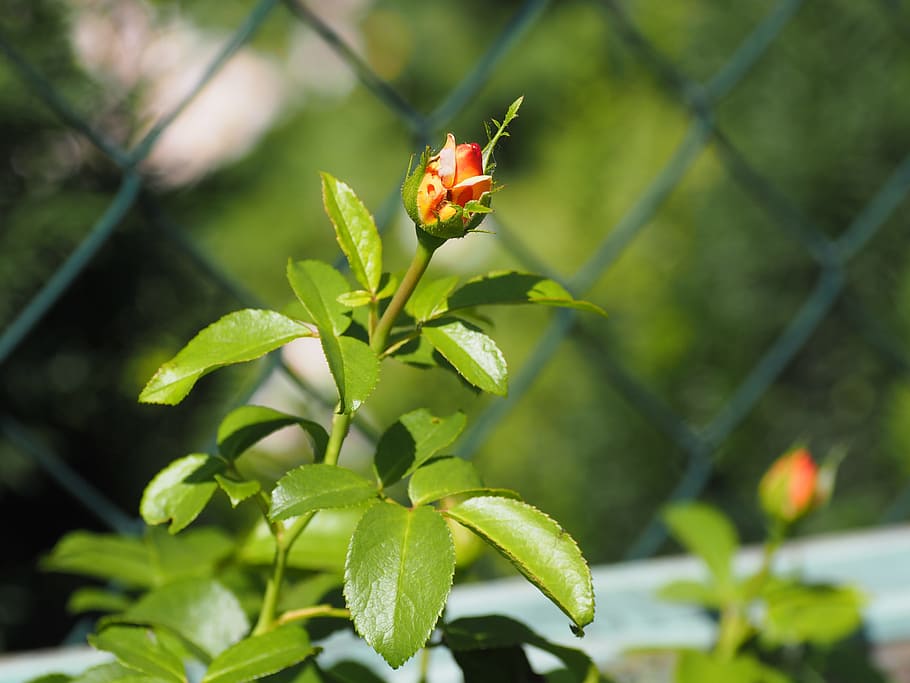 rose, romance, background, romantic, love, flowers, nature HD wallpaper