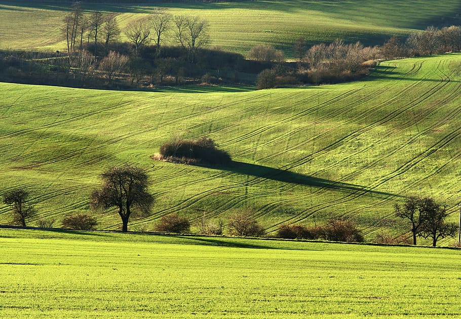 landscape, field, trees, view, plant, grass, green color, tranquil scene HD wallpaper