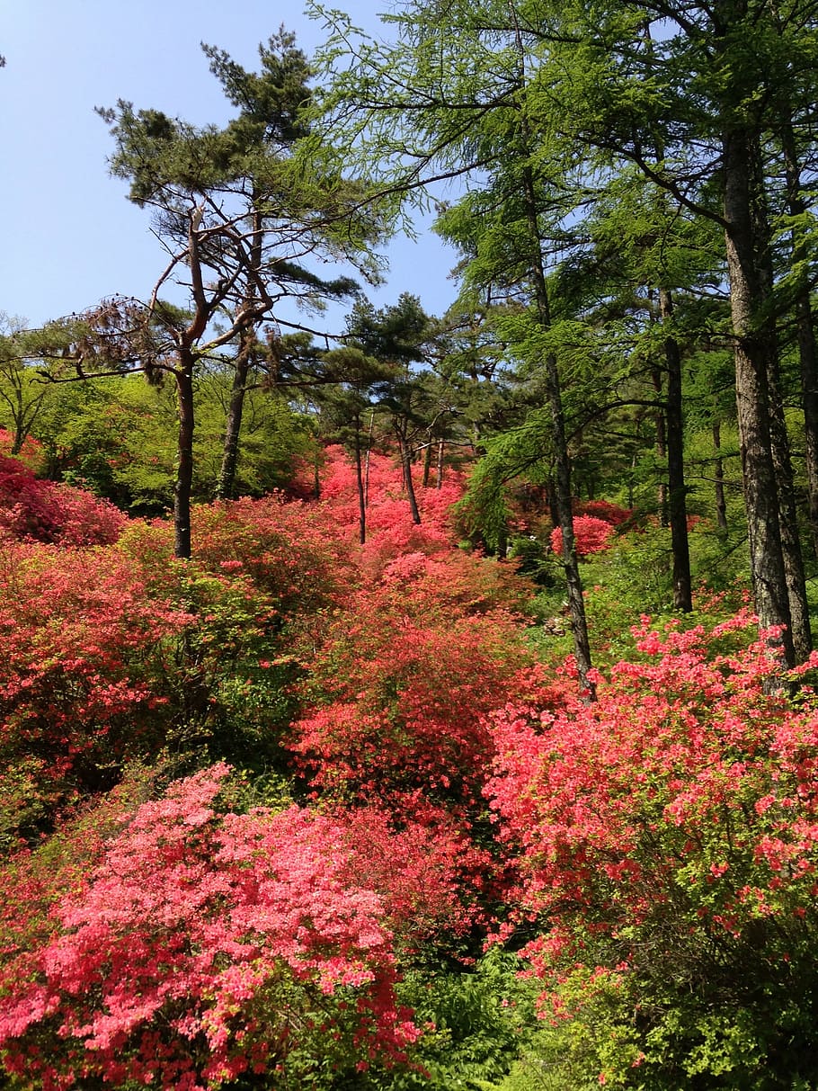 miyagi, mountain, azalea, nature, tree, flower, plant, outdoors HD wallpaper
