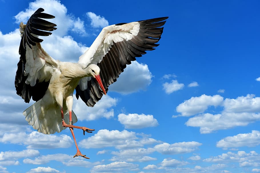 time lapse photography of white stork, fly, landing, elegant HD wallpaper