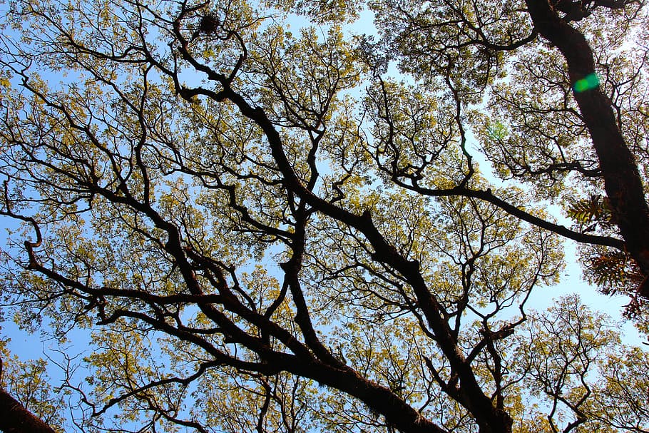 tree, top, crown, leaves, aesthetic, high, forest, nature, branch HD wallpaper