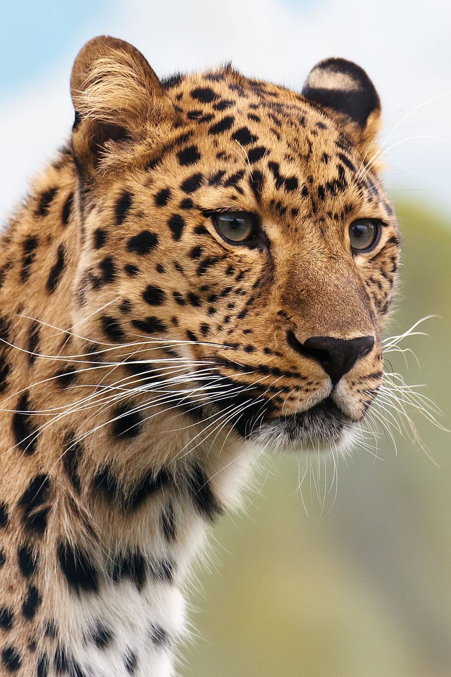Leopard photography at daytime, cheetah, animal, big, carnivore HD wallpaper