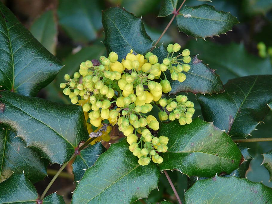 Ordinary Mahogany, stechdornblättrige mahonie, mahonia aquifolium, HD wallpaper
