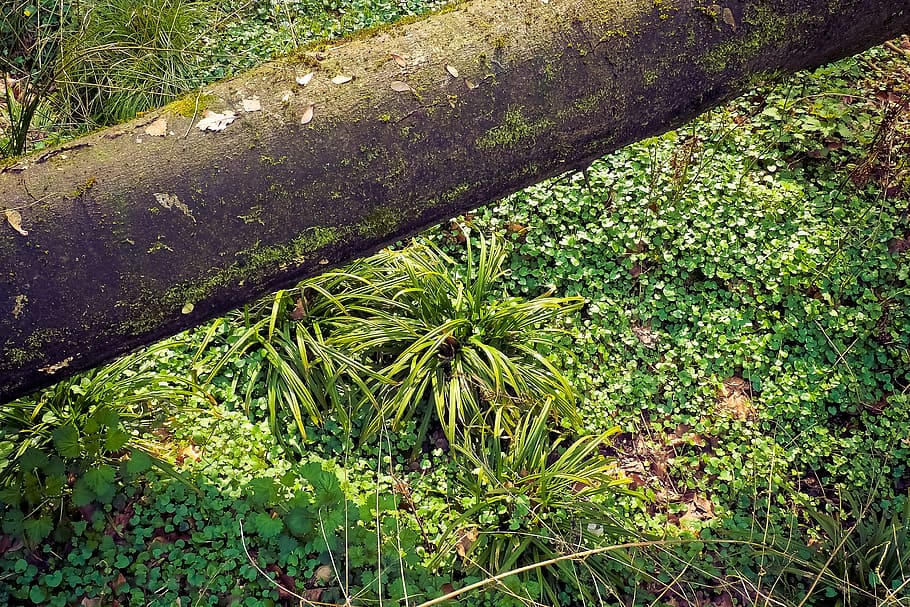 forest, landscape, glade, trees, nature, green, plant, live HD wallpaper