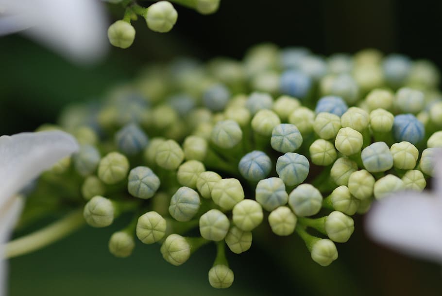 hydrangea, hydrangeas, in the early summer, close up, flowers HD wallpaper