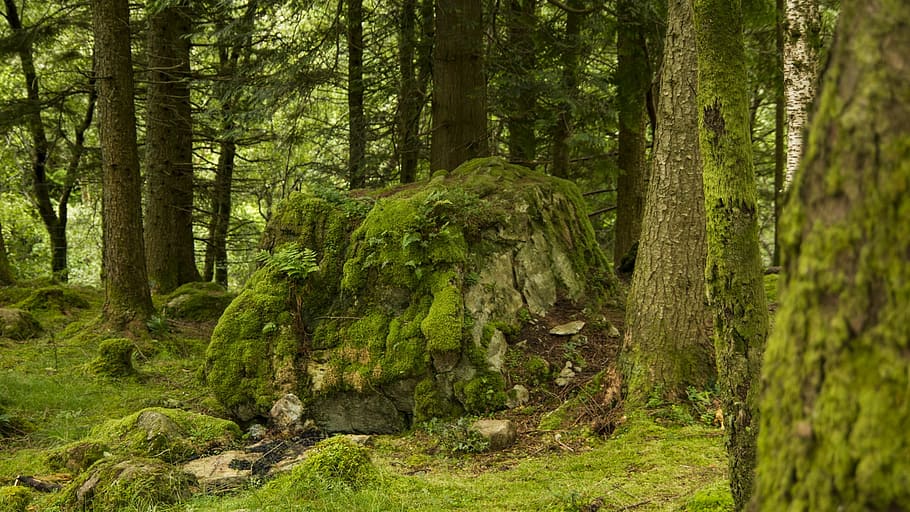 close-up photo of cut tree with moss, forest, boulder, nature HD wallpaper