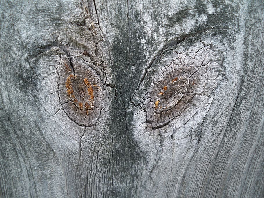 knots, aliens, design, texture, pattern, textured, tree, tree trunk HD wallpaper