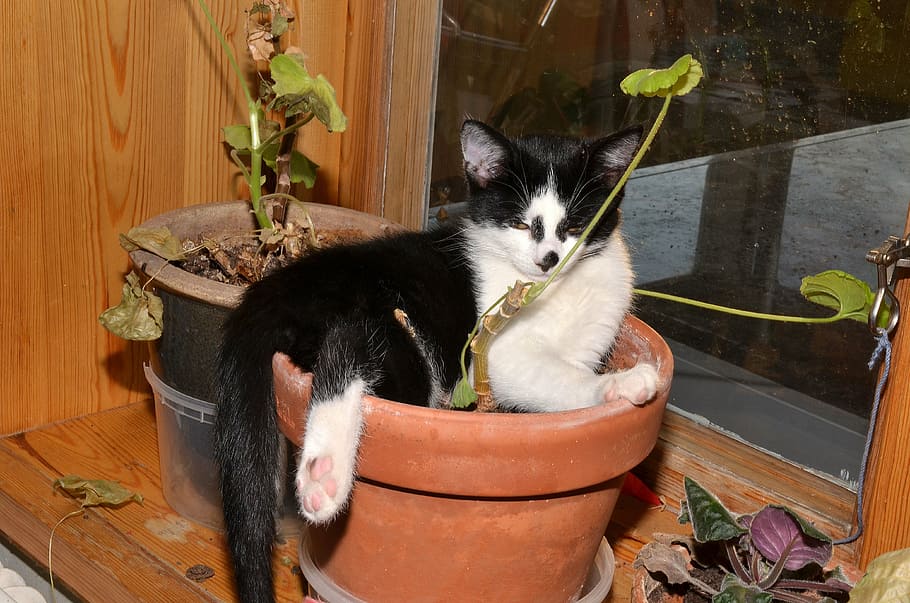 cat, flower pot, animals, pets, domestic, domestic animals HD wallpaper