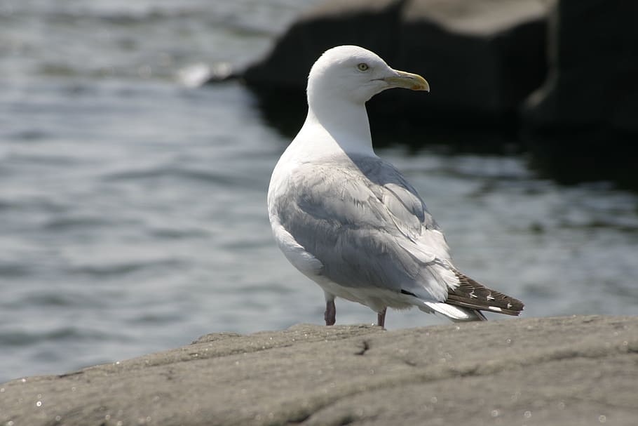 bird, seagull, seabird, beach, wildlife, feather, coast, seaside HD wallpaper